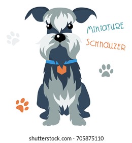 Vector Funny dog Miniature Schnauzer breed sitting