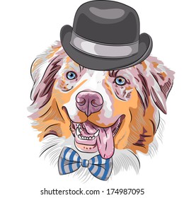 Vector funny hipster dog Red Australian Shepherd breed (Aussie or little blue dog)  in a black hat and bow tie