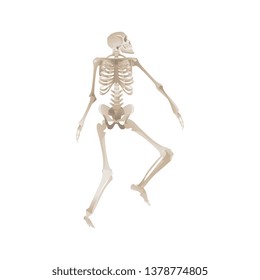 Vector funny human skeleton dancing. Body anatomy with skull, bones having fun. Dead man moving in funny position. halloween holiday, scary design decoration.