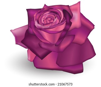 VECTOR Fuschia coloured rose.