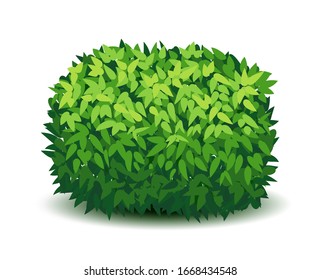 Vector garden bush isolated shrub hedge. Green bush cartoon grass shrubbery plant