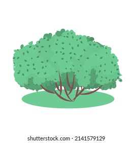 Vector garden bush isolated shrub hedge. Green bush cartoon grass shrubbery plant.