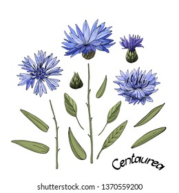 Vector garden flowers. Blue flowering cornflower (Centaurea)  with buds, green leaves and stems. Floral illustration. Beautiful elements Isolated  on white background.