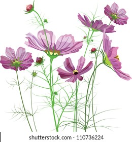 Vector garden flowers, Cosmos bipinnatus