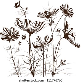 Vector garden flowers, Cosmos bipinnatus