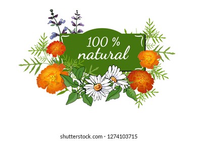 Vector garden flowers. Marigolds, tagetes, daisies, camomile, sage on white background.