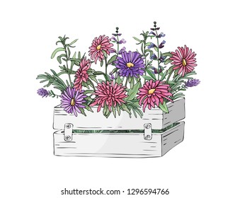 Vector garden flowers in a garden wooden white box. Pink and purple asters and cooking herbs: tarragon (silky wormwood), rosemary, sage, lavender, oyster plant (vegetable oyster), allium (chive).