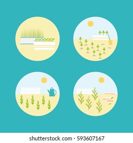 Vector garden icon set.  Planting, watering and harvesting. Flat icons in circles.