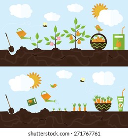 Vector garden illustration in flat style. Planting pear trees, harvesting, processing pear into juice. Planting carrots, harvesting, processing carrots into juice.