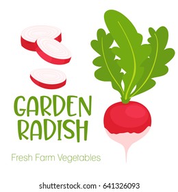 Vector garden radish isolated on white background.Vegetable illustration for farm market menu. Healthy food design poster. Cartoon style vector