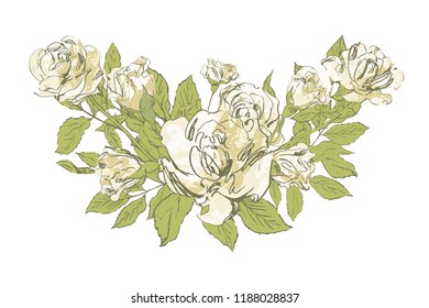 Vector with garden roses flowers on white background. 
