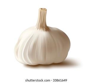 Vector. Garlic.