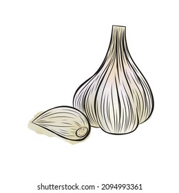  Vector garlic element on isolated background. Vegetable icon in watercolor style