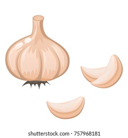 Vector garlic half and whole isolated on white background