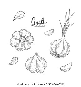 Vector garlic hand drawn illustration in the style of engraving. Detailed vegetarian food drawing. Farm market product. Engraving illustration for create the menu, recipes, decorating kitchen items