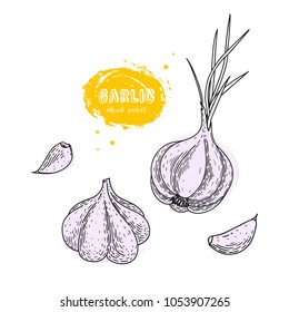 Vector garlic hand drawn illustration in the style of engraving. Detailed vegetarian food drawing. Farm market product. Grunge illustration for create the menu, recipes, decorating kitchen items