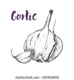 Vector garlic handdrawn seamless pattern in the style of engraving.