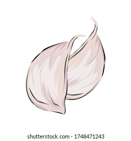 
Vector Garlic Illustration Kitchen Spice
