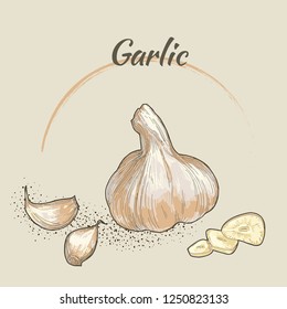 Vector Garlic Illustration Sketch. Hand Drawn With Vintage Style.