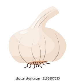 Vector garlic isolated on white background. Vegetarian ingredient illustration. Icon for packing design, emblem natural product.
