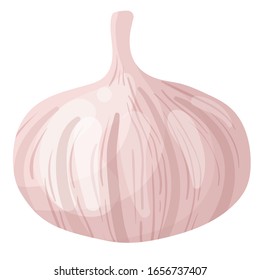 Vector garlic on white background. Vector illustration. EPS 10