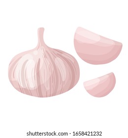 Vector garlic on white background. Vector illustration. EPS 10