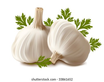 Vector. Garlic with parsley.