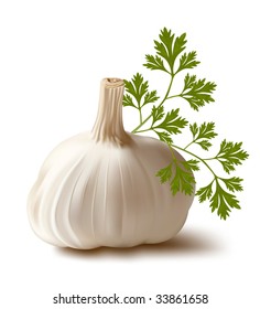 Vector. Garlic with parsley.