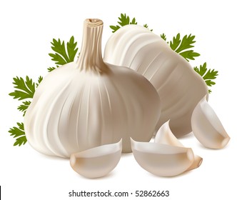 Vector. Garlic with parsley.