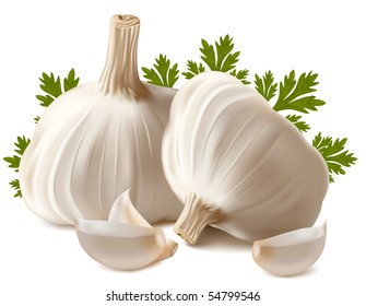 Vector. Garlic with parsley.