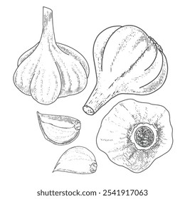 Vector garlic sketch, styling in vintage, engraving  style