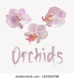 Vector gentle orchids.