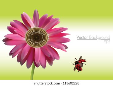 vector gerbera daisy  and ladybird
