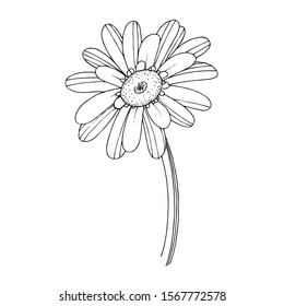 Vector gerbera floral botanical flower. Wild spring leaf wildflower isolated. Black and white engraved ink art. Isolated gerbera illustration element.