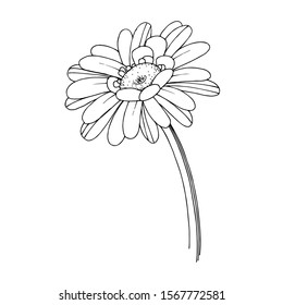 Vector gerbera floral botanical flower. Wild spring leaf wildflower isolated. Black and white engraved ink art. Isolated gerbera illustration element.