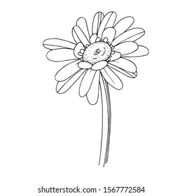 Vector gerbera floral botanical flower. Wild spring leaf wildflower isolated. Black and white engraved ink art. Isolated gerbera illustration element.