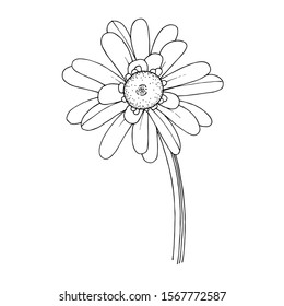 Vector gerbera floral botanical flower. Wild spring leaf wildflower isolated. Black and white engraved ink art. Isolated gerbera illustration element.