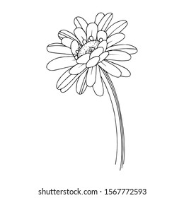 Vector gerbera floral botanical flower. Wild spring leaf wildflower isolated. Black and white engraved ink art. Isolated gerbera illustration element.