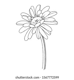 Vector gerbera floral botanical flower. Wild spring leaf wildflower isolated. Black and white engraved ink art. Isolated gerbera illustration element.
