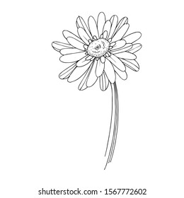 Vector gerbera floral botanical flower. Wild spring leaf wildflower isolated. Black and white engraved ink art. Isolated gerbera illustration element.