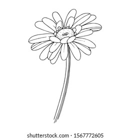 Vector gerbera floral botanical flower. Wild spring leaf wildflower isolated. Black and white engraved ink art. Isolated gerbera illustration element.