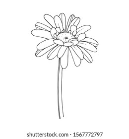 Vector gerbera floral botanical flower. Wild spring leaf wildflower isolated. Black and white engraved ink art. Isolated gerbera illustration element.