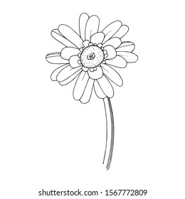 Vector gerbera floral botanical flower. Wild spring leaf wildflower isolated. Black and white engraved ink art. Isolated gerbera illustration element.