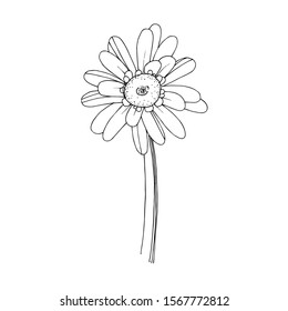 Vector gerbera floral botanical flower. Wild spring leaf wildflower isolated. Black and white engraved ink art. Isolated gerbera illustration element.