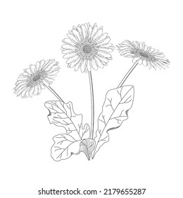 Vector Gerbera floral botanical flower.