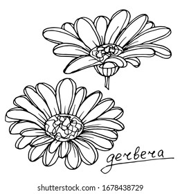 Gerbera Daisy Images, Stock Photos & Vectors | Shutterstock