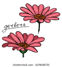 
Vector gerbera flower pattern. Beautiful decorative flowers. sketch