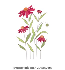 Vector gerbera flowers. Vector meadow filed gerbera drawing. Summer floral wildflower with red blooms, petals and green leaves. Colorful daisy provence garden illustration.