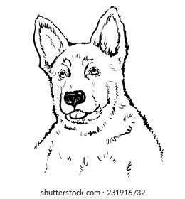 Vector german shepherd puppy sketch
