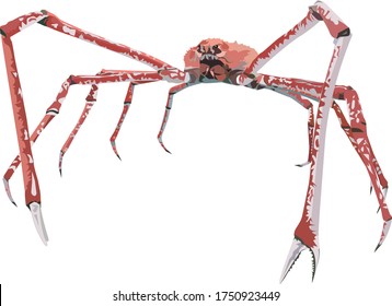Vector giant crab. Giant spider crab illustration